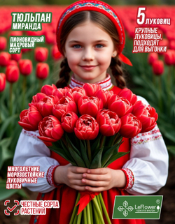 Тюльпан Луковица, Миранда, 5шт, разбор 12+