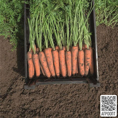 Нарбонне F1 семена моркови нантской (Bejo / Бейо)