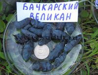 Жимолость (ОКС)