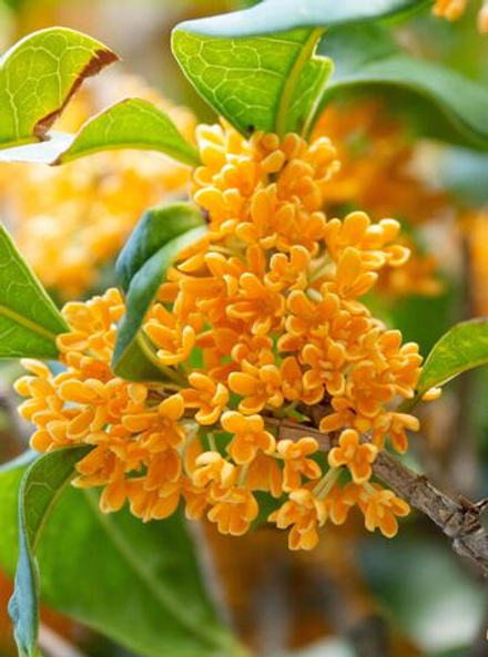OSMANTHUS CHINE ABS P&N 25% in TEC/ АБСОЛЮТ ОСМАНТУСА (КИТАЙ) CAS 92347-21-2
