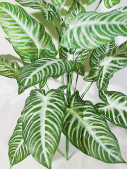 Искусственное растение Алоказия Линдена 100см