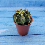 Gymnocalycium Friedrichii (Гимнокалициум)