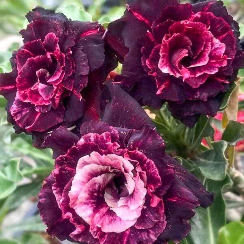 Адениум BLUE DIAMOND