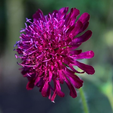 Короставник македонский. Knautia macedonica.