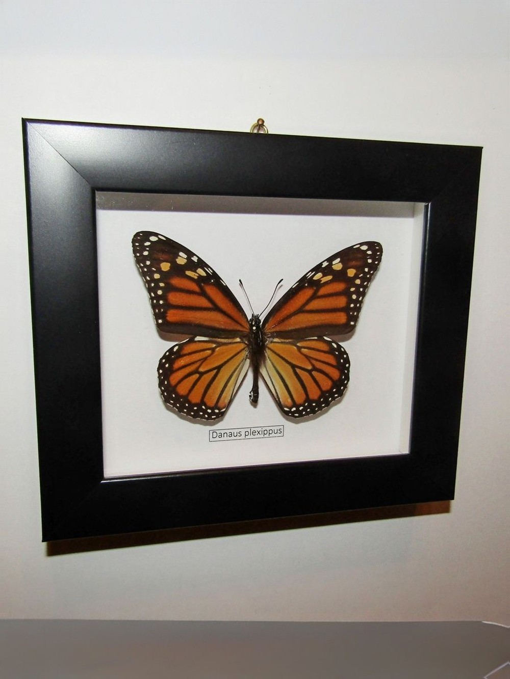 Бабочка Монарх Danaus plexippus в рамке