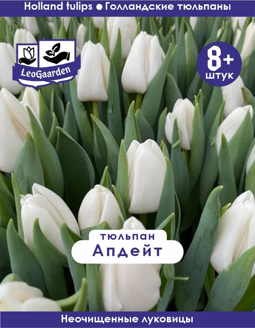 Тюльпан Луковица, Апдейт, 8+ шт
