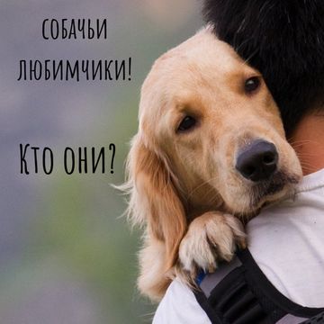 Лайфхак по завоеванию собачьего сердца Лайфхак по завоеванию собачьего сердца