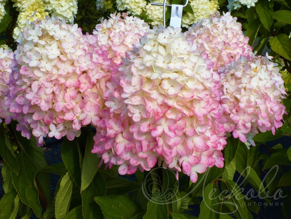 Гортензия метельчатая Magical Sweet Summer