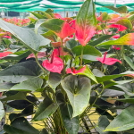 Антуриум Андре MELITO GREEN