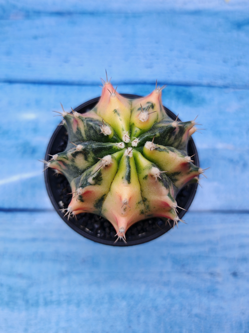 Gymnocalycium Variegata (Гимнокалициум Вариегатный)