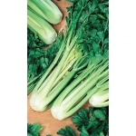 Семена Сельдерей Атлант - черешковый (УД) Е/П