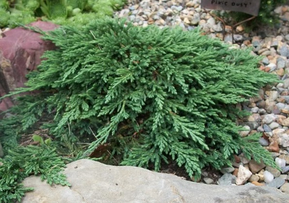 Можжевельник горизонтальный Панкейк (Pancake) р9 август 2026 г.