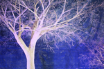 Искусственное дерево "Белое дерево с ветками без листьев" 2м