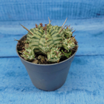 Euphorbia meloformis f. Variegated (Эуфорбия вариегатная)