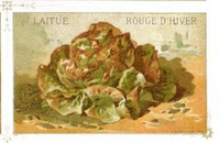 Салат Ромэн КРАСНАЯ ЗИМА - Rouge d’Hiver (Red Winter) Romaine Lettuce