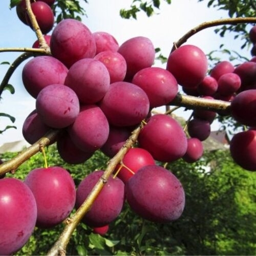 Алыча Кубанская Комета