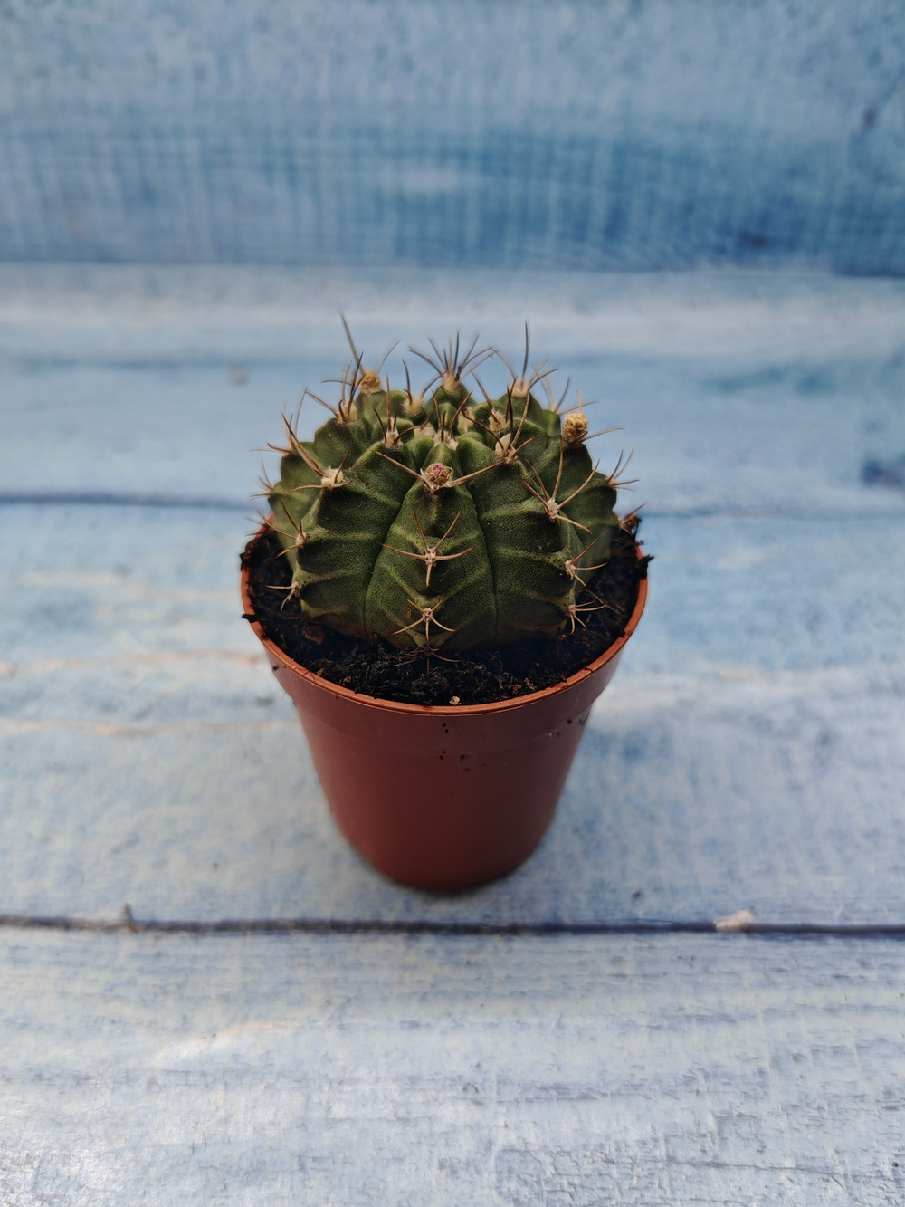 Gymnocalycium Friedrichii (Гимнокалициум)