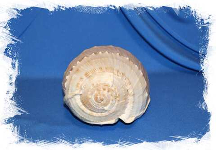 Коллекционная морская раковина Кассис тесселлата (Cassis tessellata) 1шт. 26см.