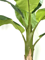 Банановая пальма 150 см.