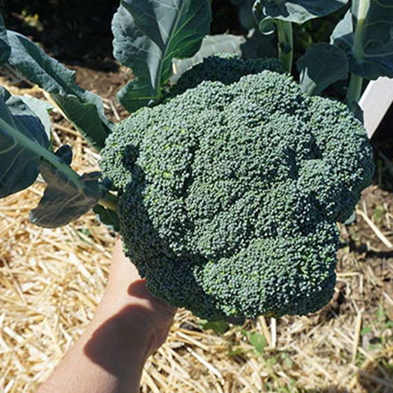 Наксос F1 семена капусты брокколи продукт