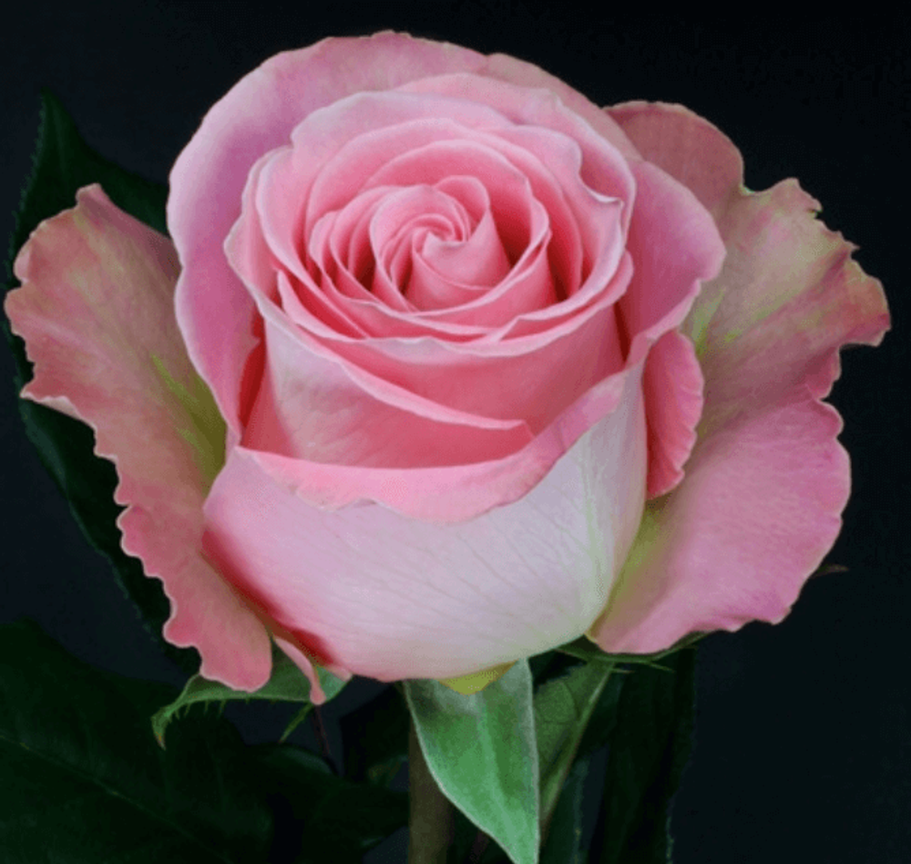Роза чайно-гибридная Россини