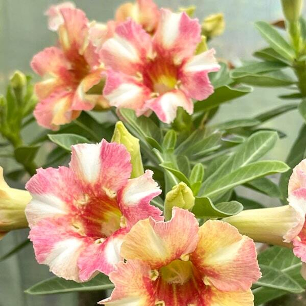 Адениум EVENING SUN