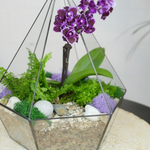 Готовый флорариум с орхидеей Вайн Алмаз