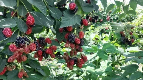 Ежевика Вождь Джозеф (бесшипная, ремонтантная) (ЗКС)