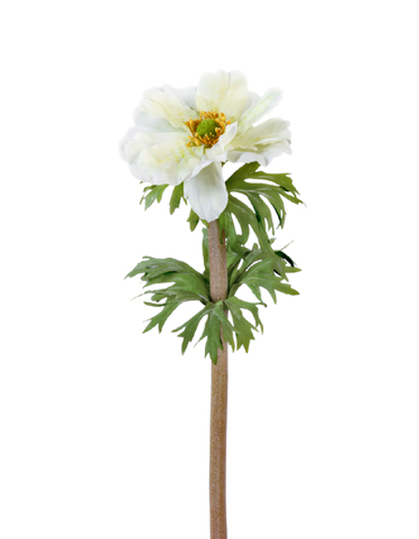 Анемон белый