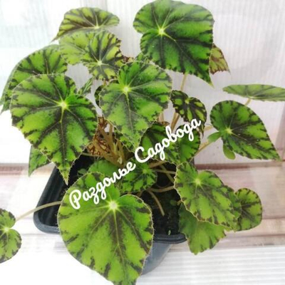 Бегония тигровая