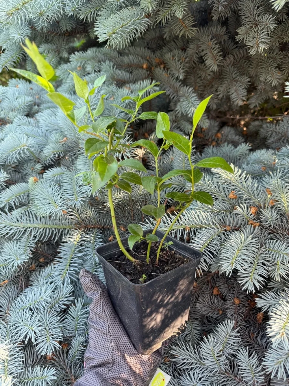 Голубика садовая "ХАННА ЧОЙС"