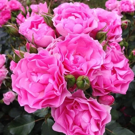 I Am Grateful (Ай Эм Грейтфул)