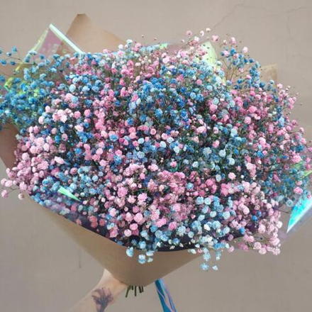 Гипсофила цветная