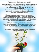 Каланхоэ ампельное Мангина