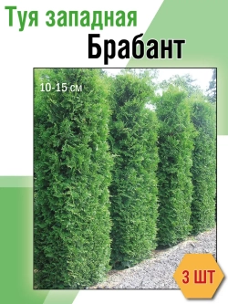Саженец Туя западная Брабант 3 шт хвойные