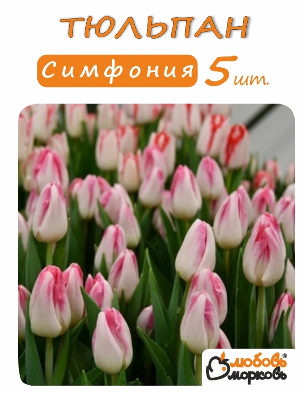 Тюльпан Луковица, Симфония, 5 шт