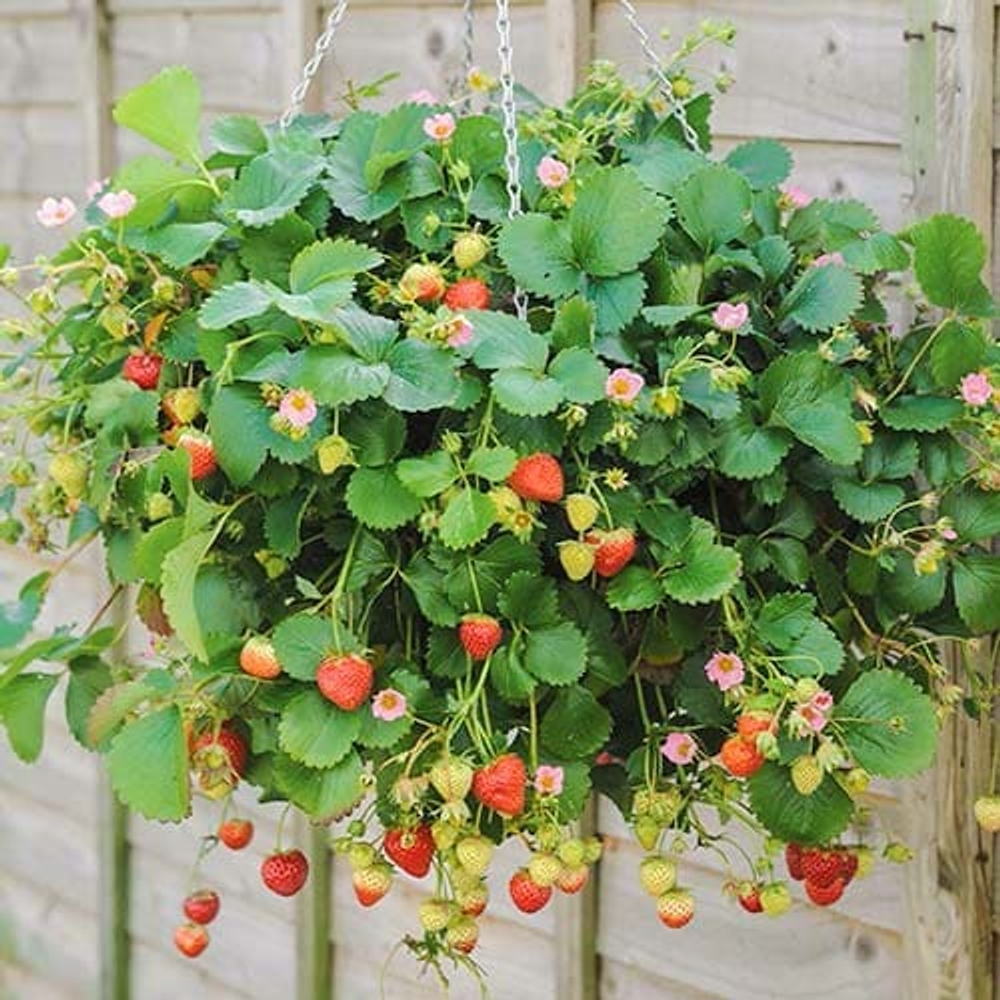 Фрагария подвесная