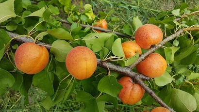 Саженцы Абрикоса «Амур»