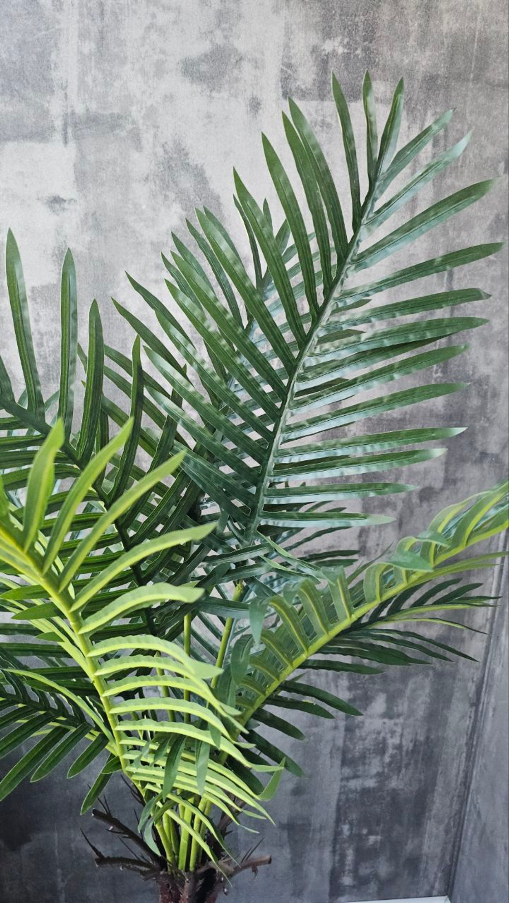 Пальма финиковая