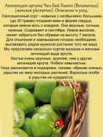 Актинидия Аргута (ж) Чан Бай Гиант Великанша
