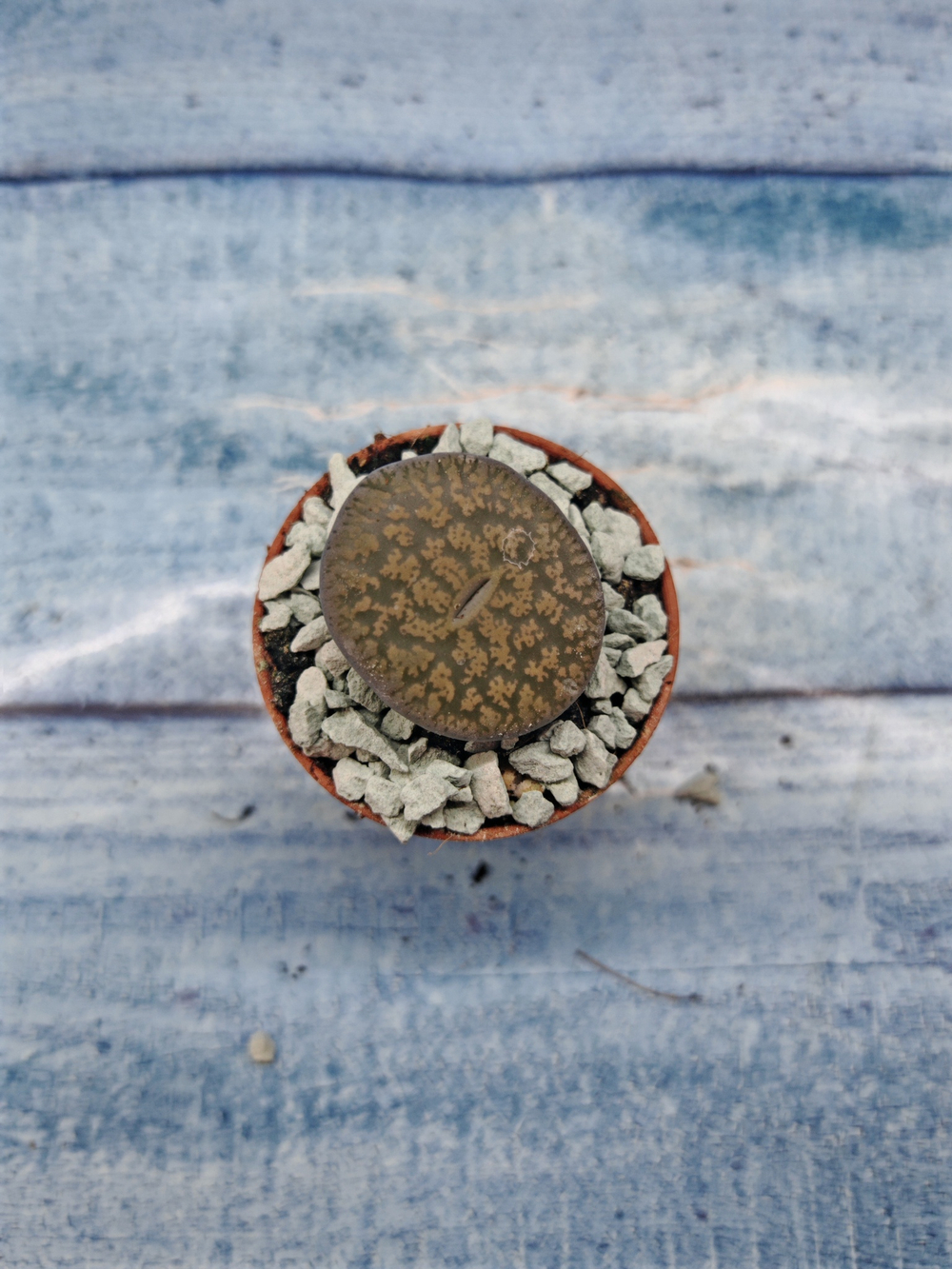 Lithops sp. (Литопсы)