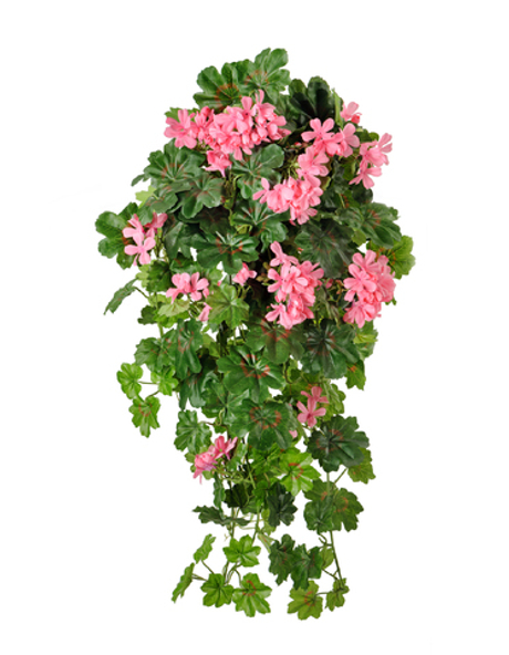 Герань ампельная ярко-розовая