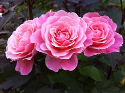 Тиклд Пинк (Tikled Pink)