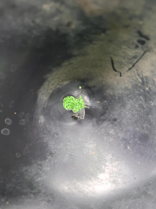 Подкрылок задний правый Haval F7 2 (2024-н.в.)