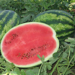 Кримсон Рекорд семена арбуза (ПОИСК)