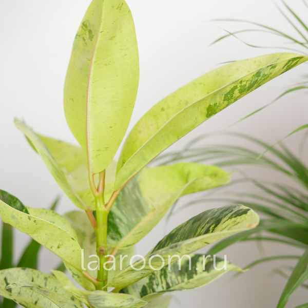 Фикус Эластика Шривериана Муншай 14/30