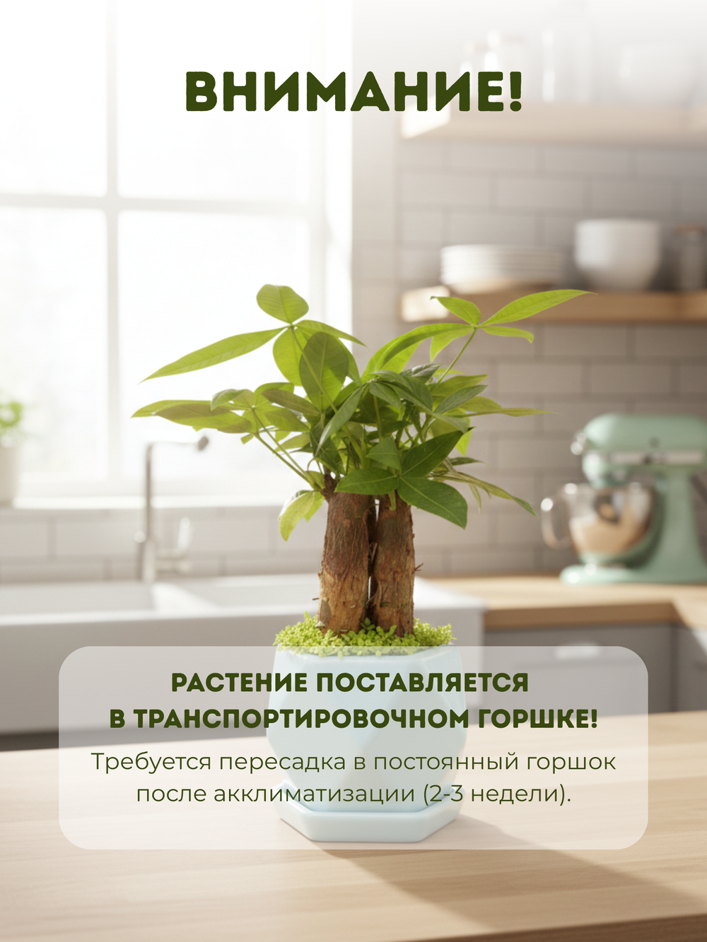 Пахира Little Forest Three-Branch ке