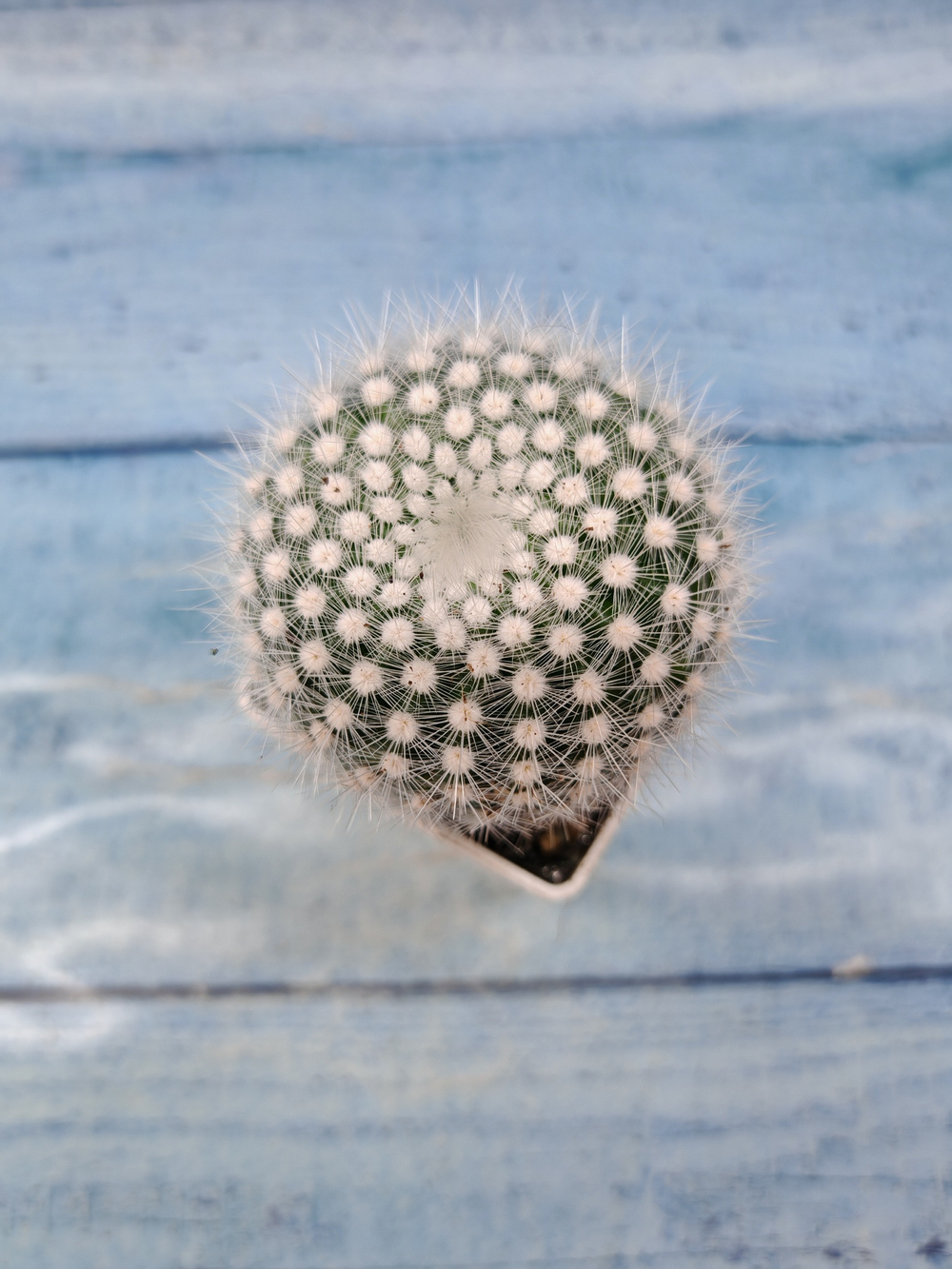 Notocactus Scopa (Нотокактус)