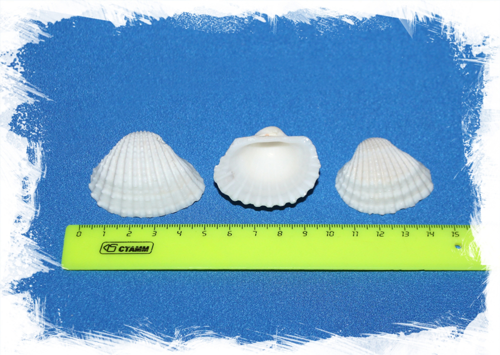 Анадара, 3-5см, 100гр, 10шт