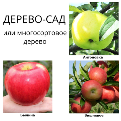 Дерево-сад яблоня Былина+Антоновка+Вишневое